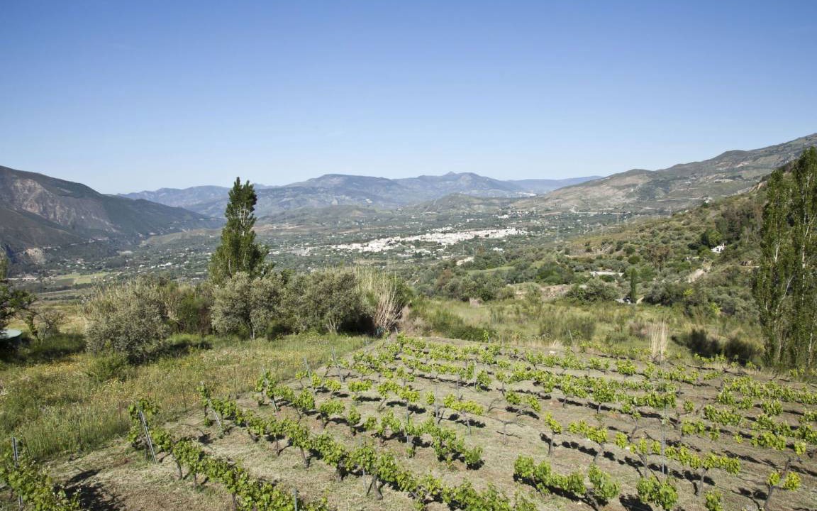 Photo of Others in Orgiva