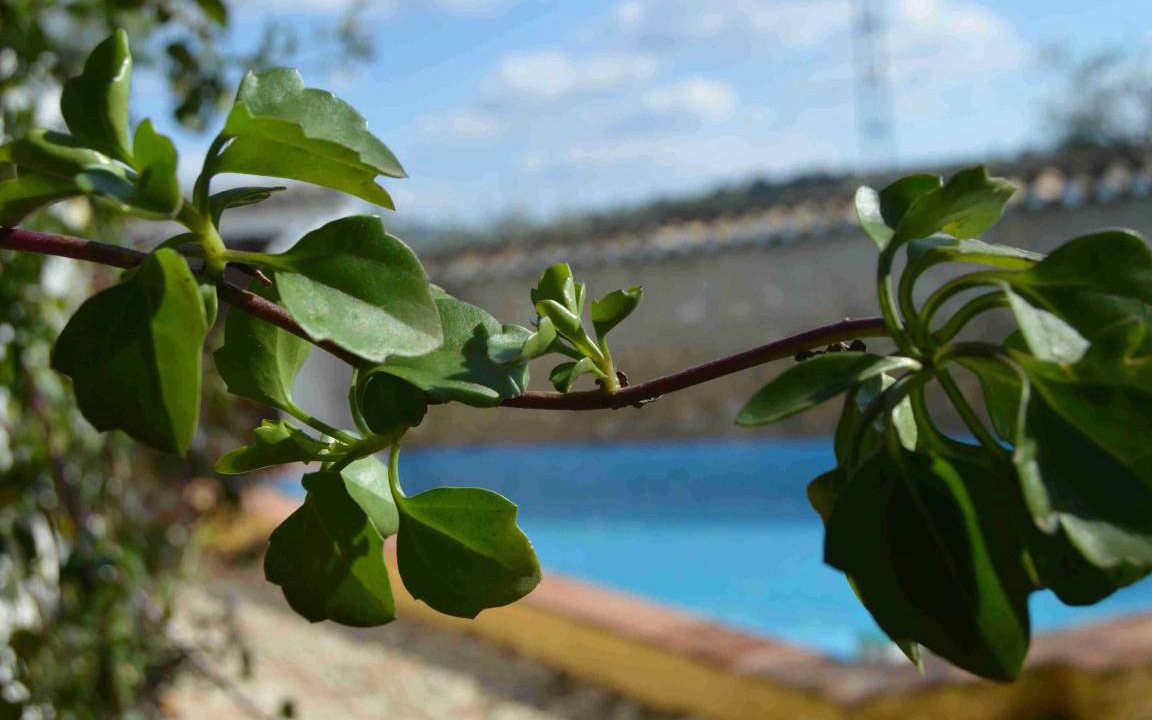 Photo of Others in Algarinejo