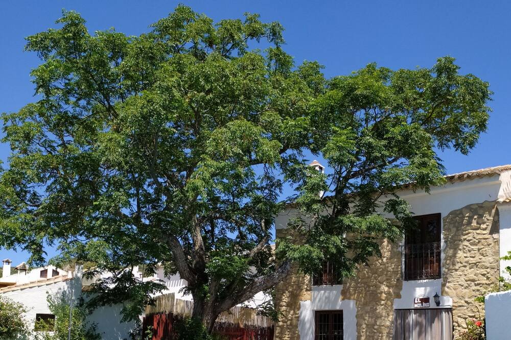 Photo of Outdoor in Algarinejo
