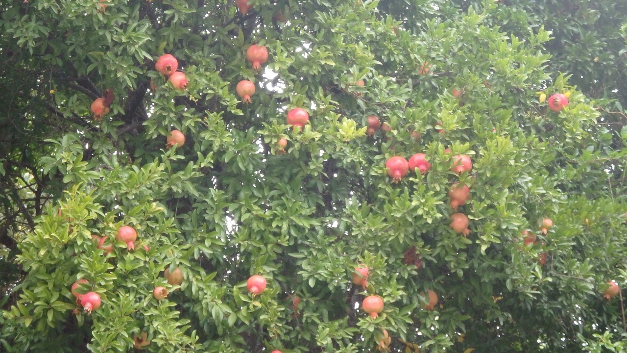 Photo of Outdoor in Melegis