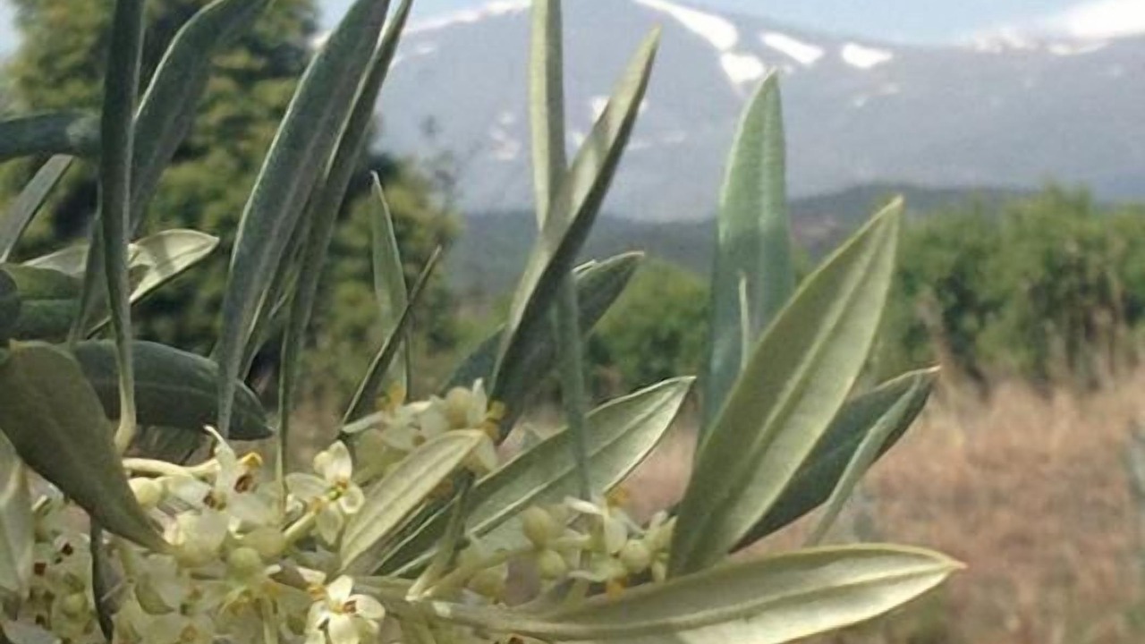 Photo of Outdoor in Alquife