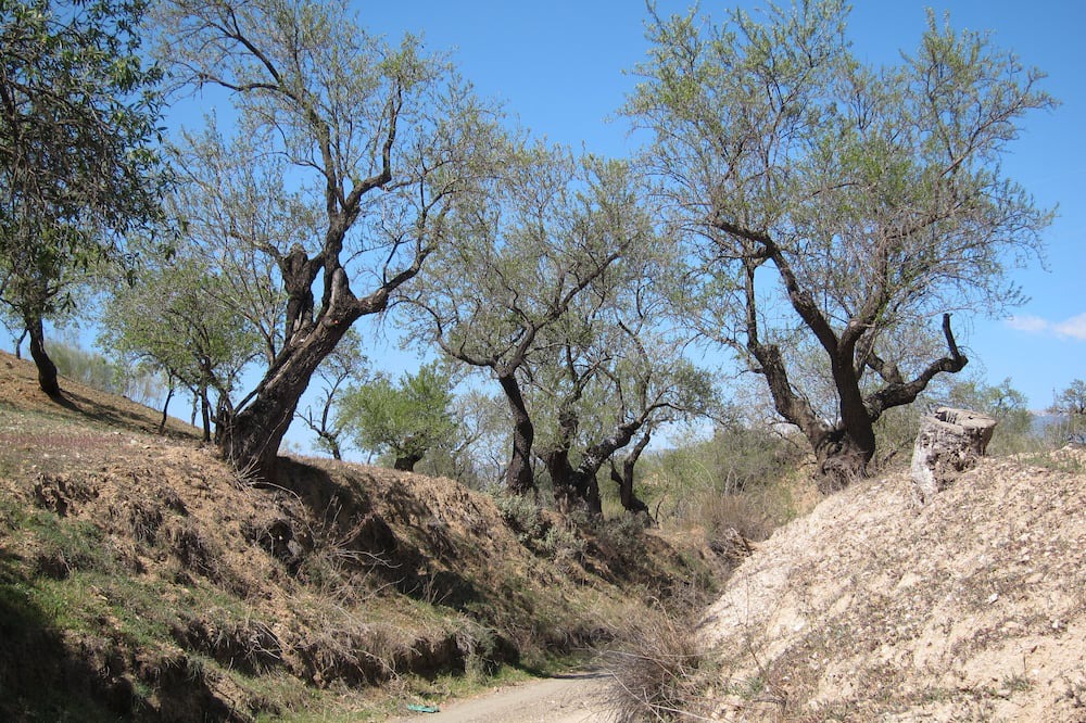 Photo of Outdoor in Ugijar