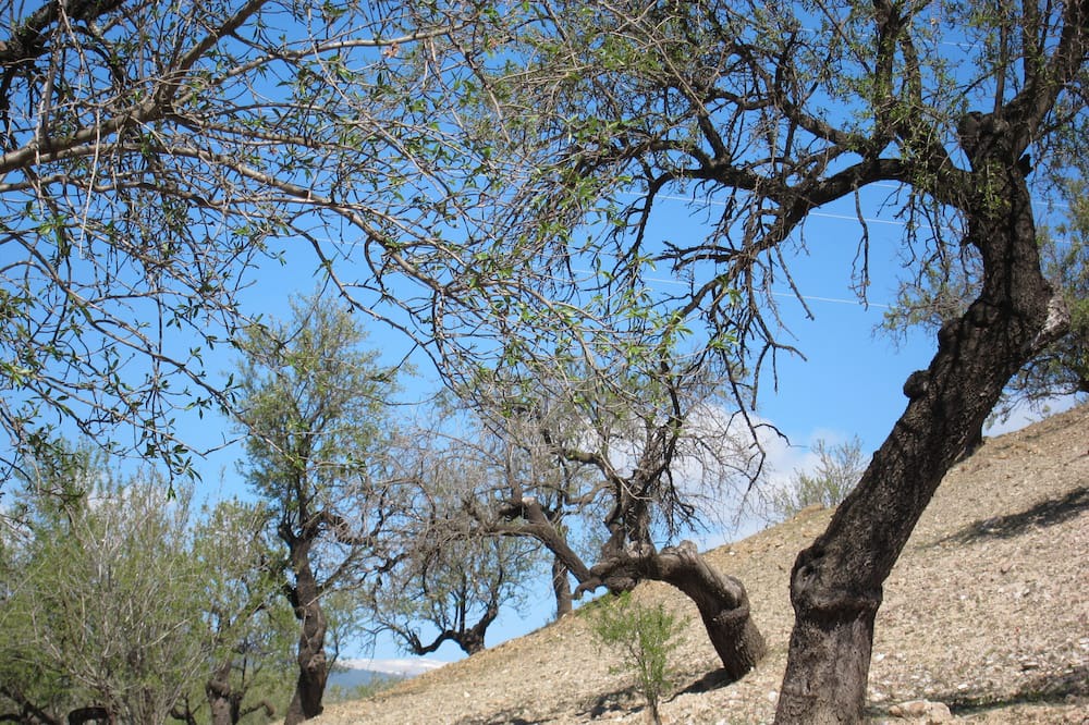 Photo of Outdoor in Ugijar