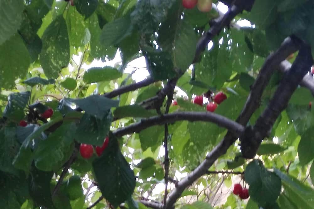 Photo of Outdoor in Pampaneira