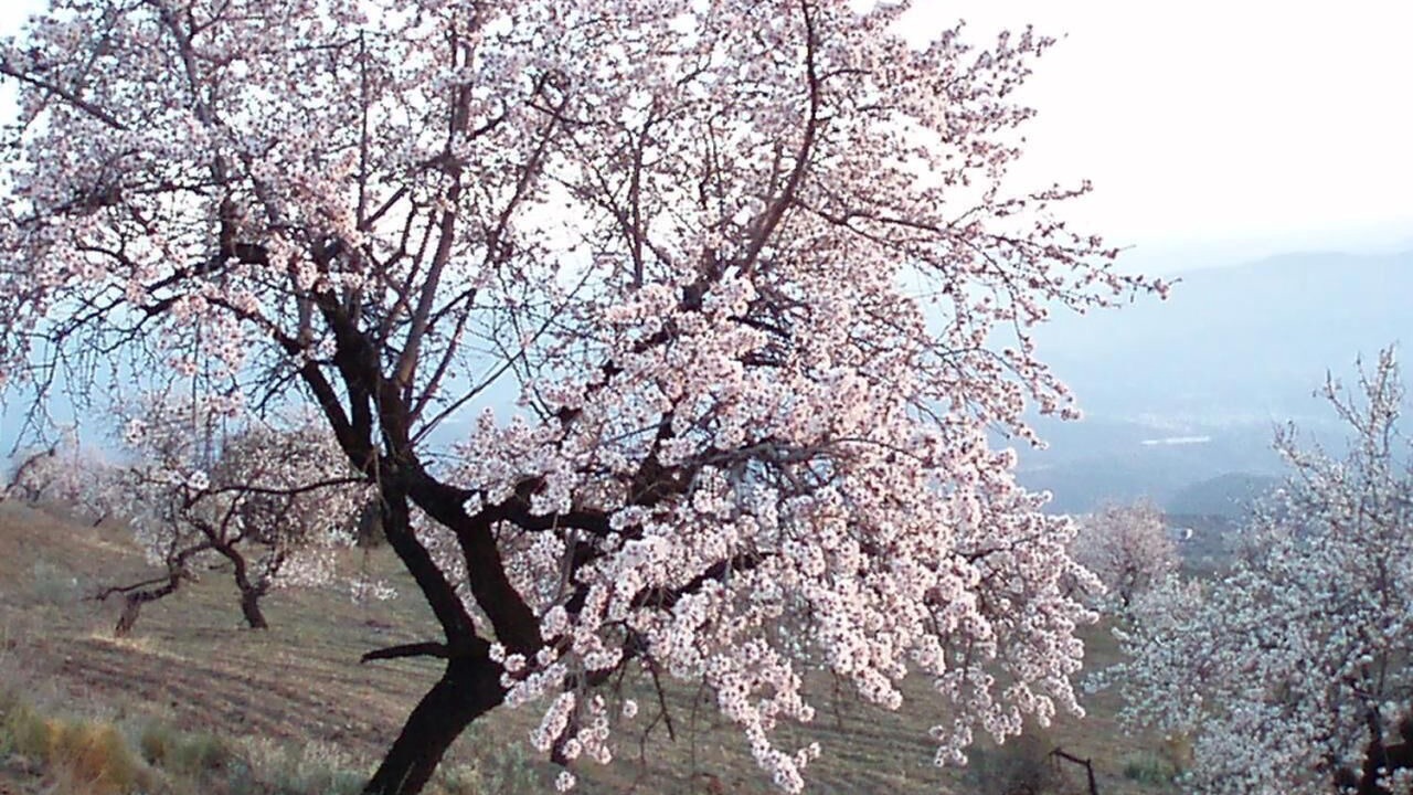 Photo of Outdoor in Mairena