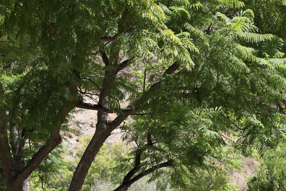 Photo of Outdoor in Almunecar