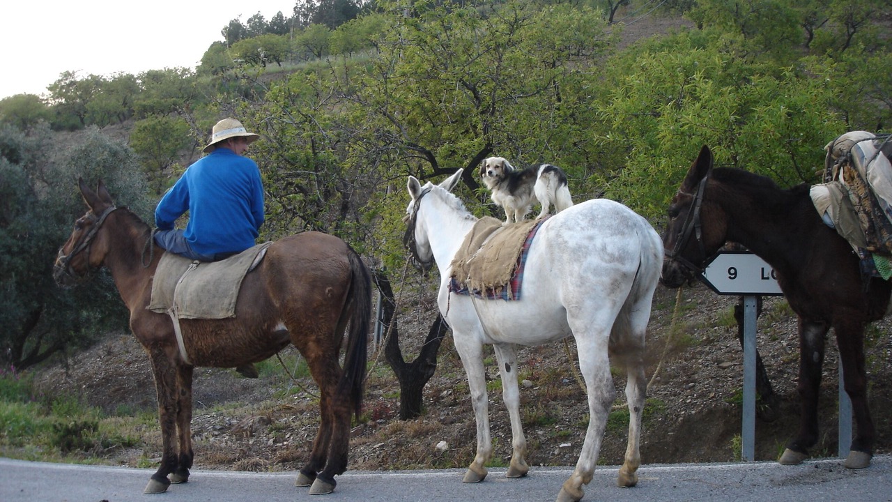 Photo of Others in Sorvilan