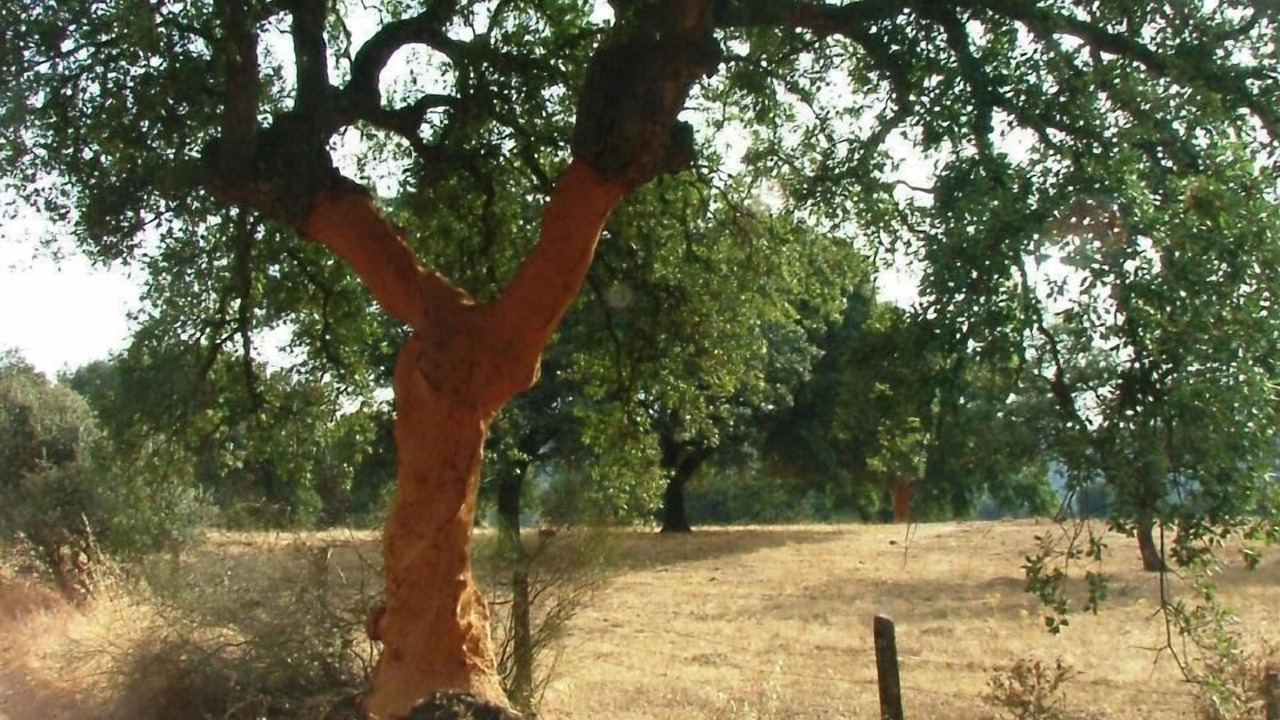 Photo of Outdoor in Sorvilan