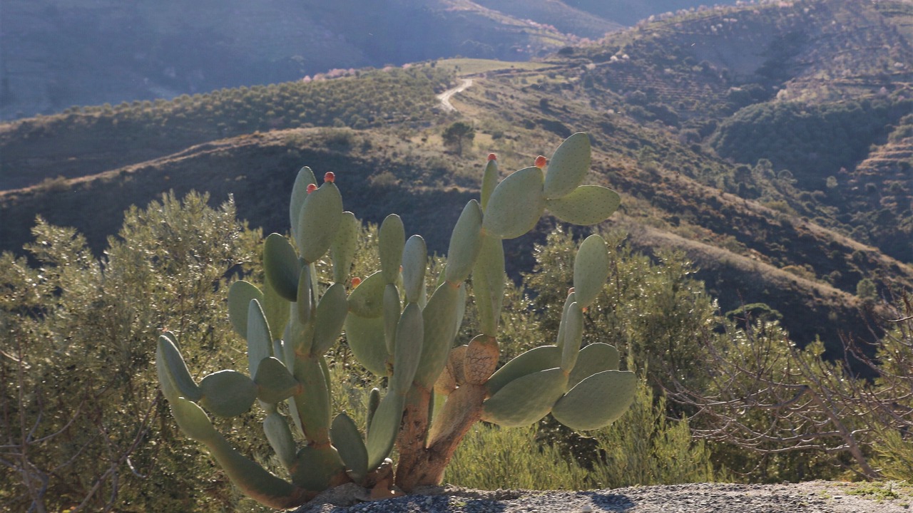Photo of Outdoor in Pinos del Valle