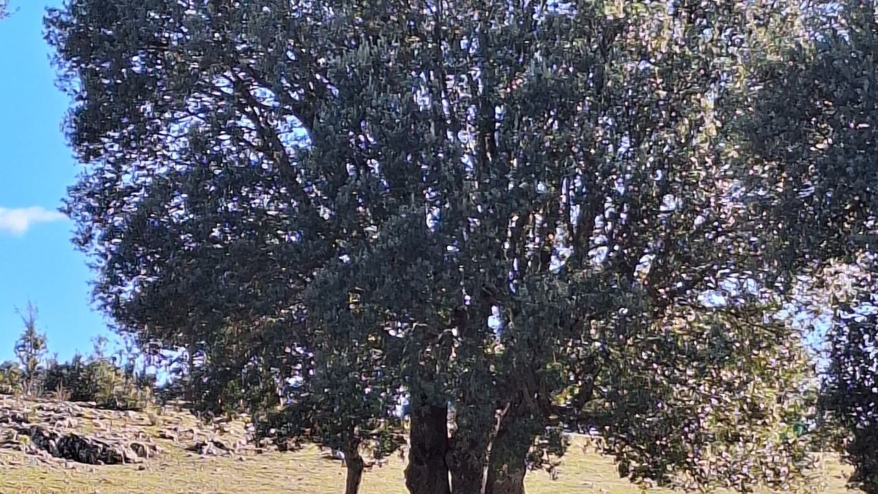Photo of Others in Huescar