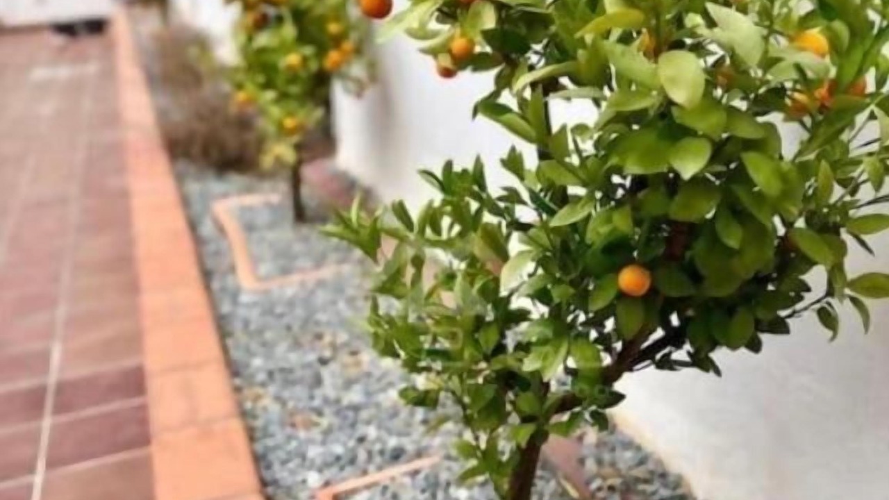 Photo of Outdoor in Velez de Benaudalla
