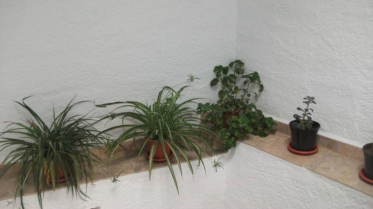 Photo of Others in Cadiar