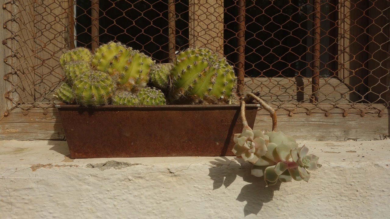 Photo of Others in Churriana de la Vega