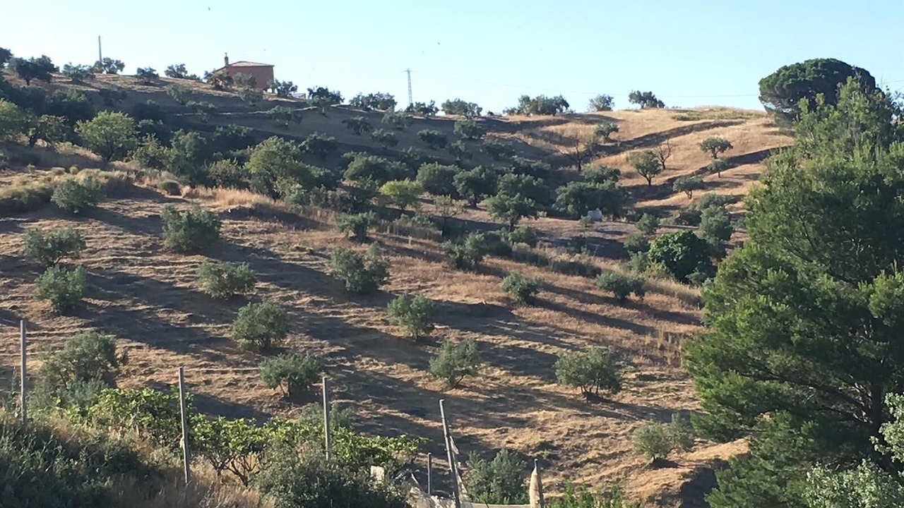 Photo of Others in Almunecar