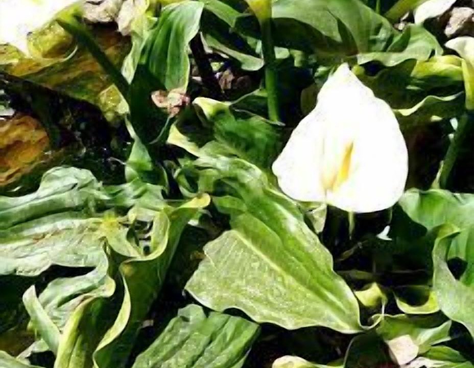 Photo of Outdoor in Mecina Fondales