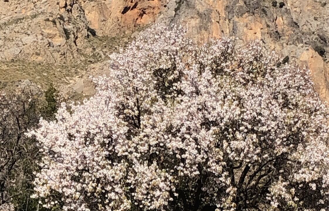 Photo of Others in Guejar Sierra