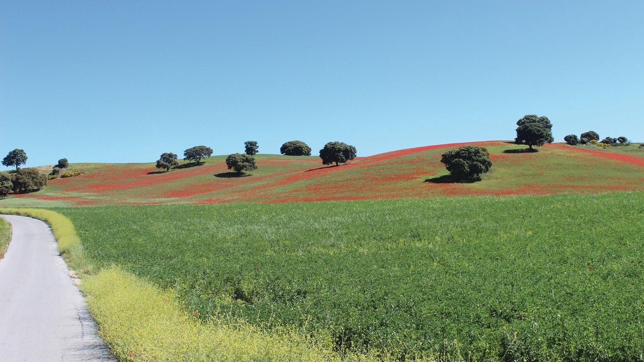 Photo of Others in Montefrio