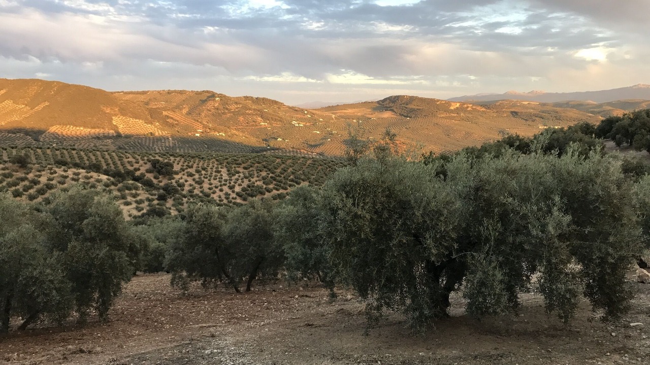 Photo of Others in Algarinejo