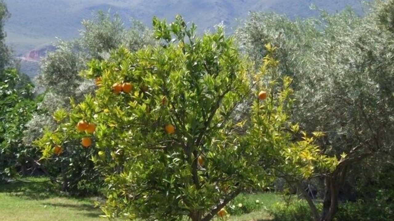 Photo of Outdoor in Orgiva