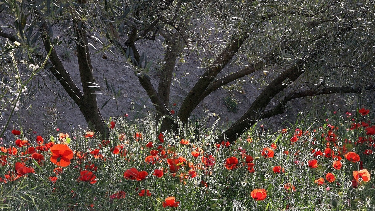 Photo of Outdoor in Murchas