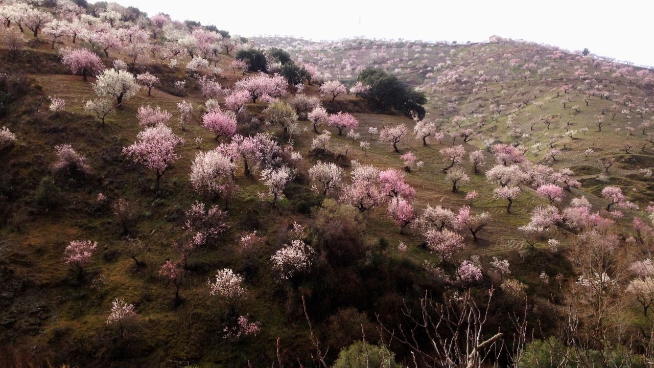 Photo of Others in Murchas