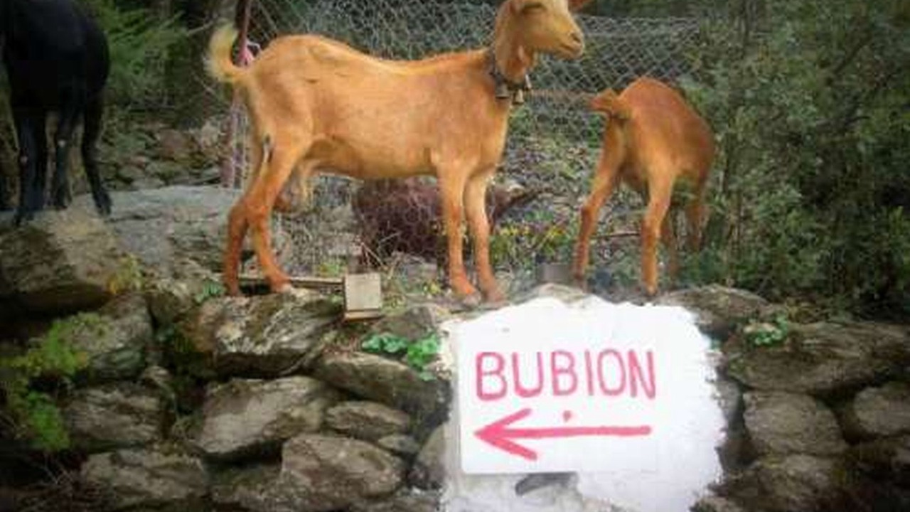 Photo of Others in Bubion