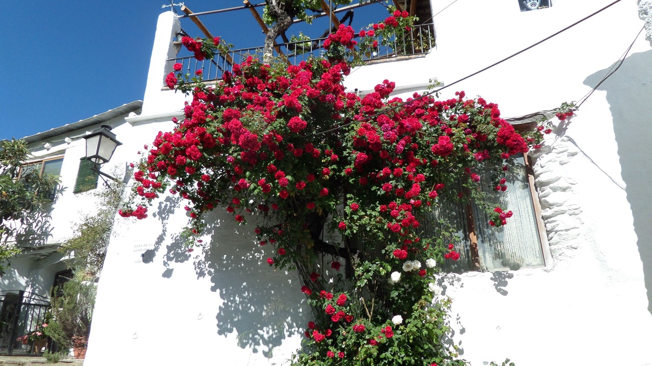 Photo of Outdoor in Mecina Fondales