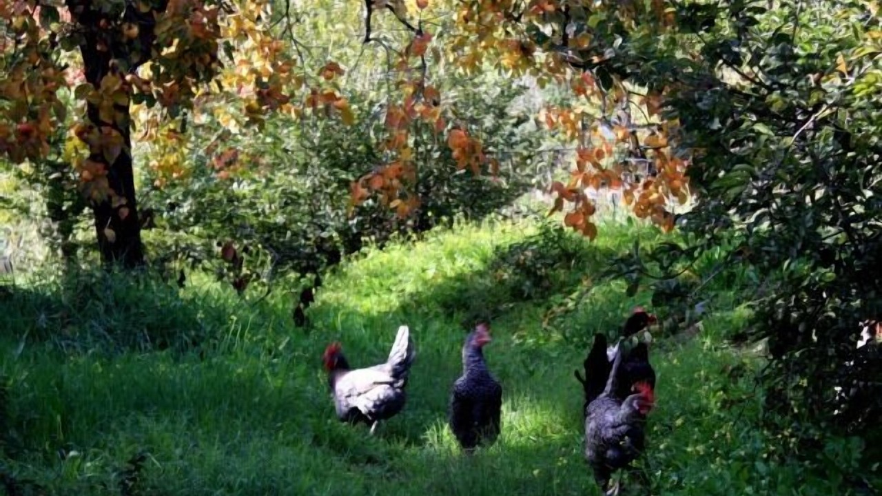 Photo of Outdoor in Laroles