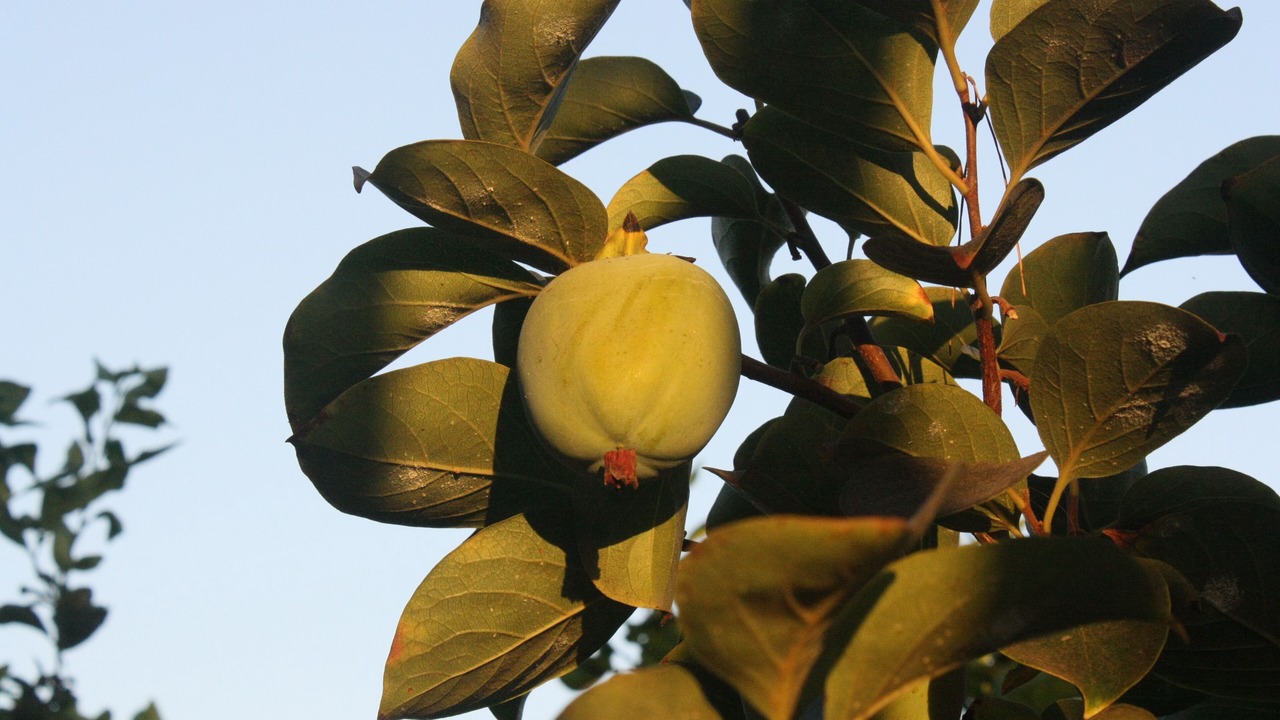 Photo of Outdoor in Motril