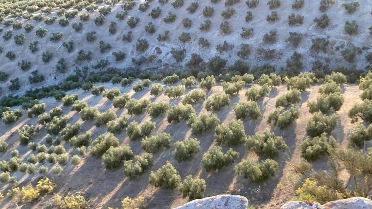 Photo of Others in Algarinejo