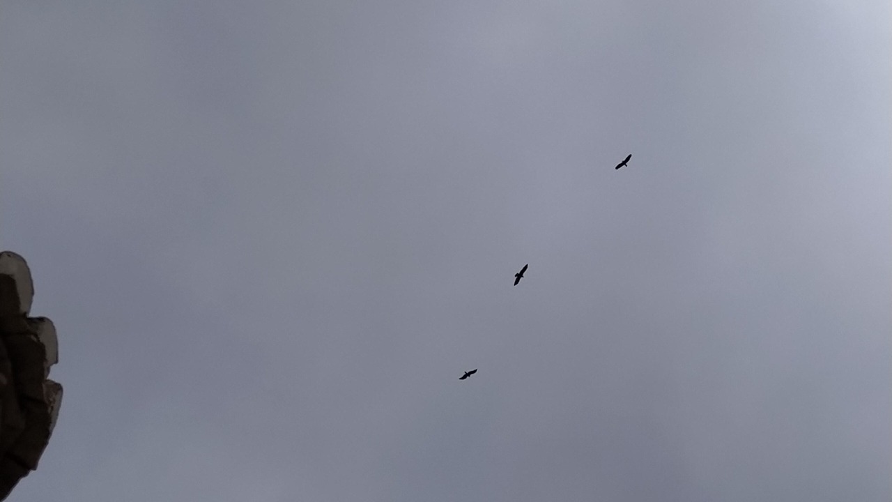 Photo of Others in Almunecar