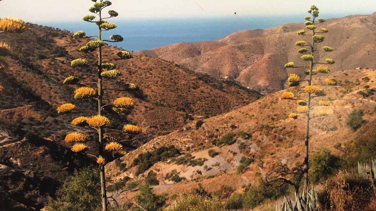 Photo of Others in Albunol