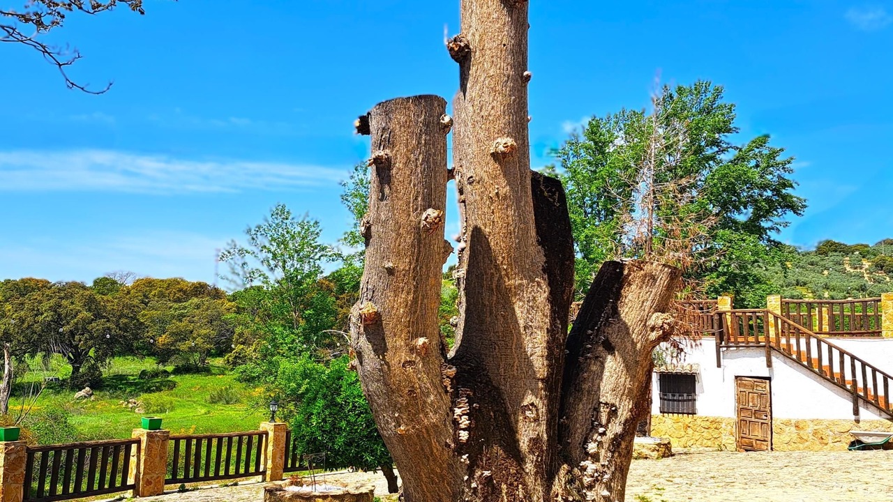 Photo of Outdoor in Algarinejo
