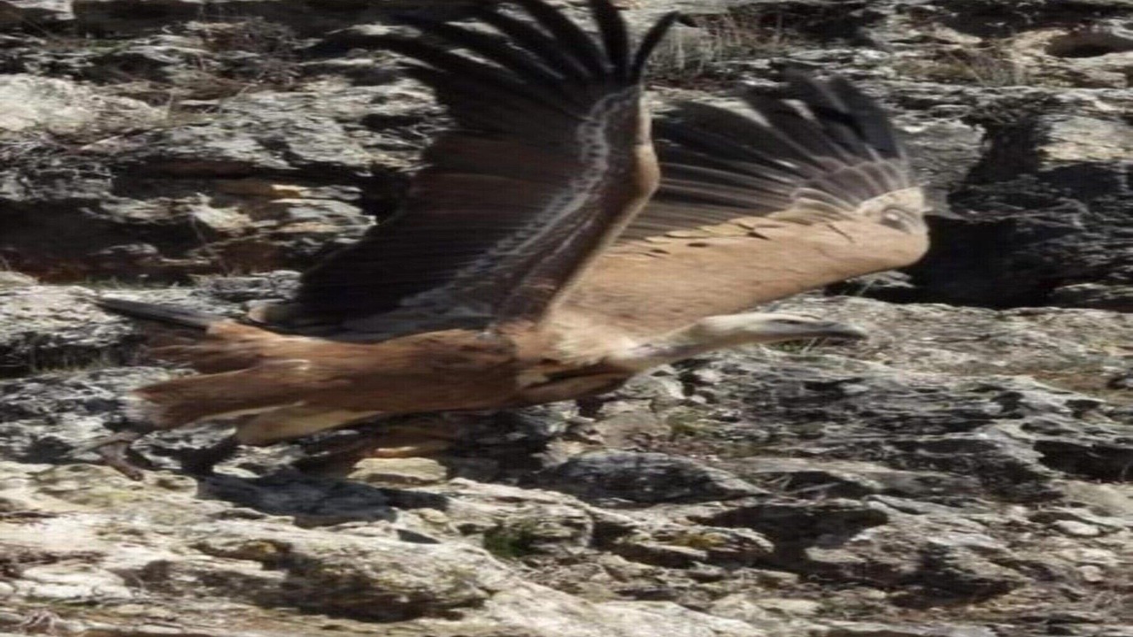 Photo of Others in Cullar