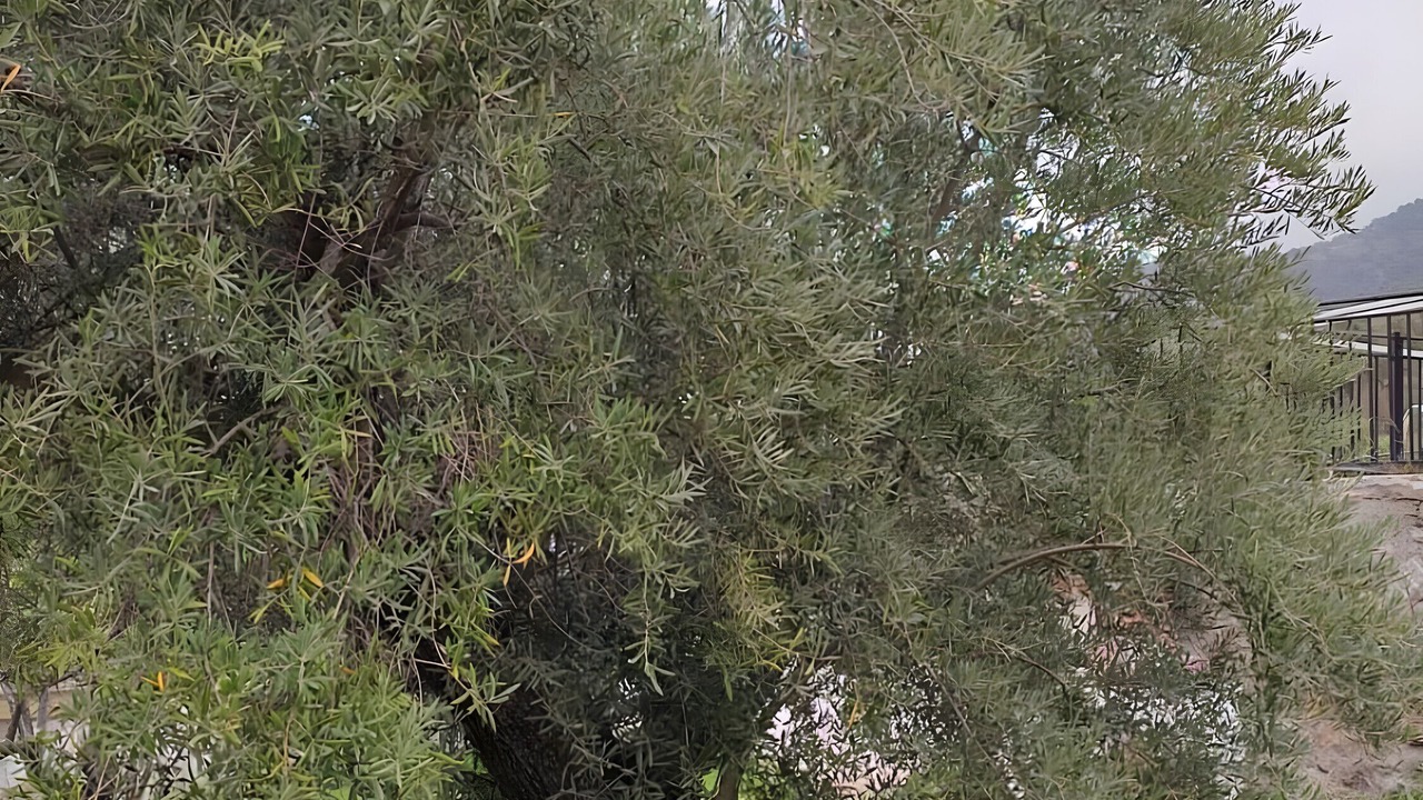 Photo of Others in Nivar