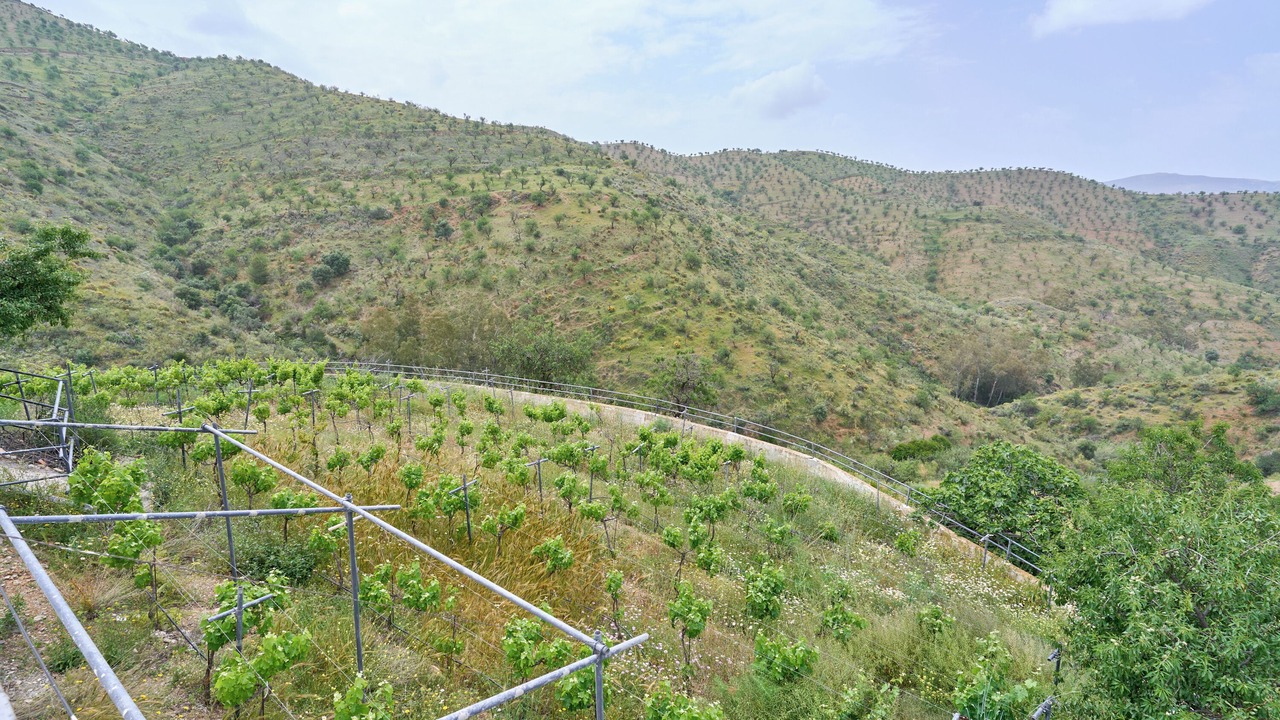 Photo of Others in Lujar