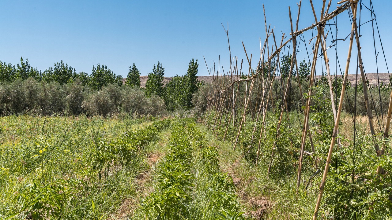 Photo of Others in Benalua de Guadix