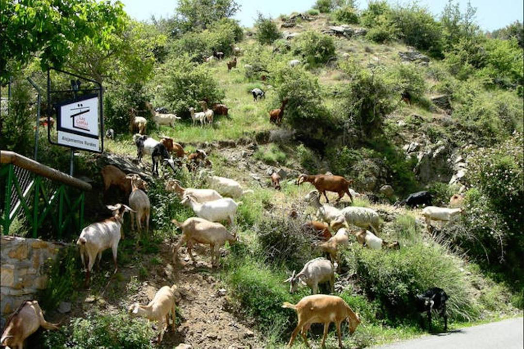 Photo of Others in Guejar Sierra