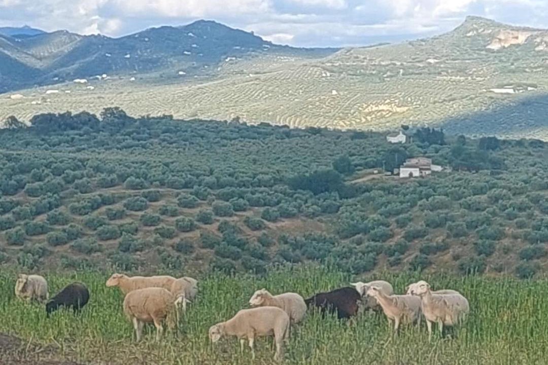 Photo of Others in Fuentes de Cesna