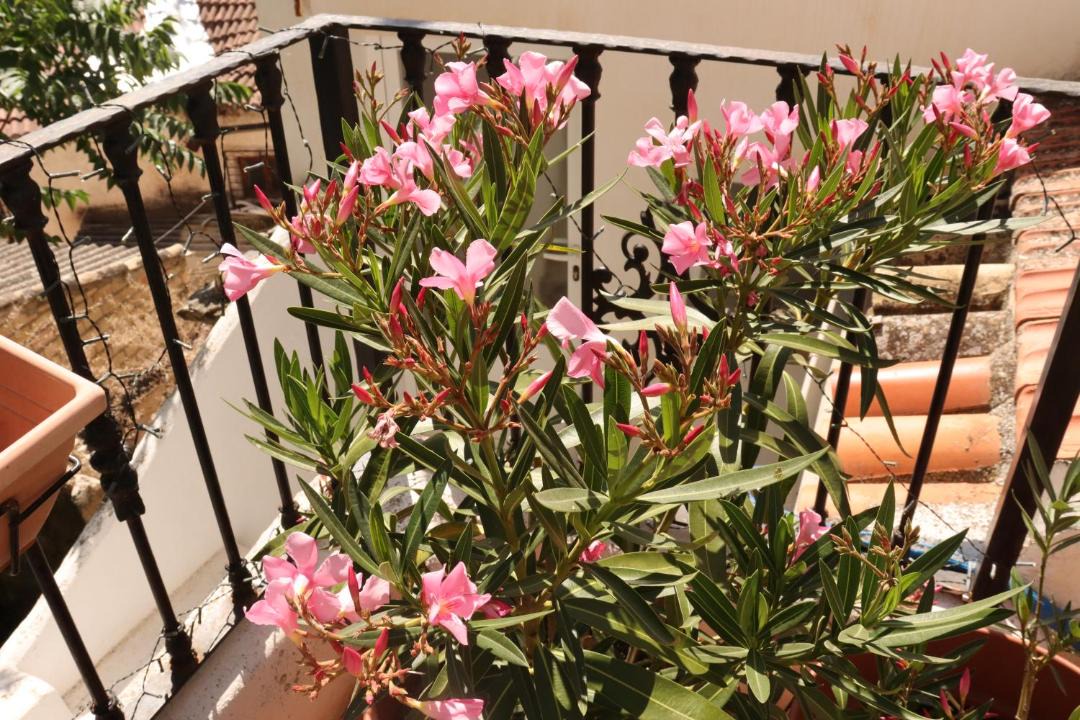 Photo of Patio Balcony in Illora