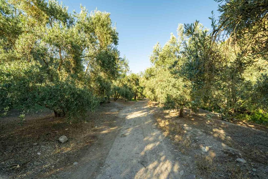 Photo of Others in Alcolea