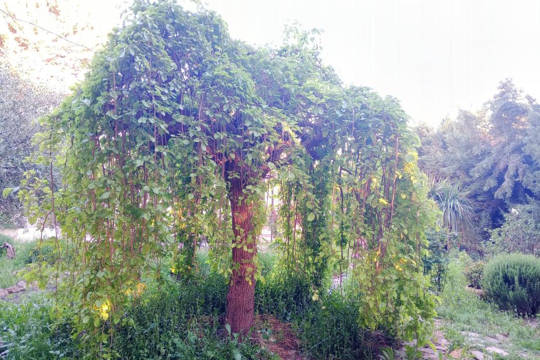 Photo of Outdoor in Viznar