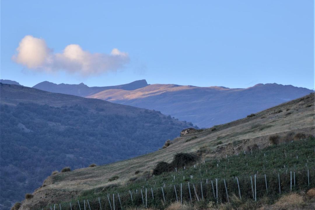 Photo of Others in Capileira