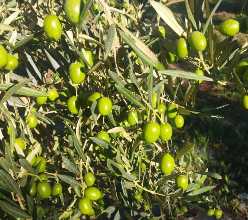 Photo of Outdoor in Murchas