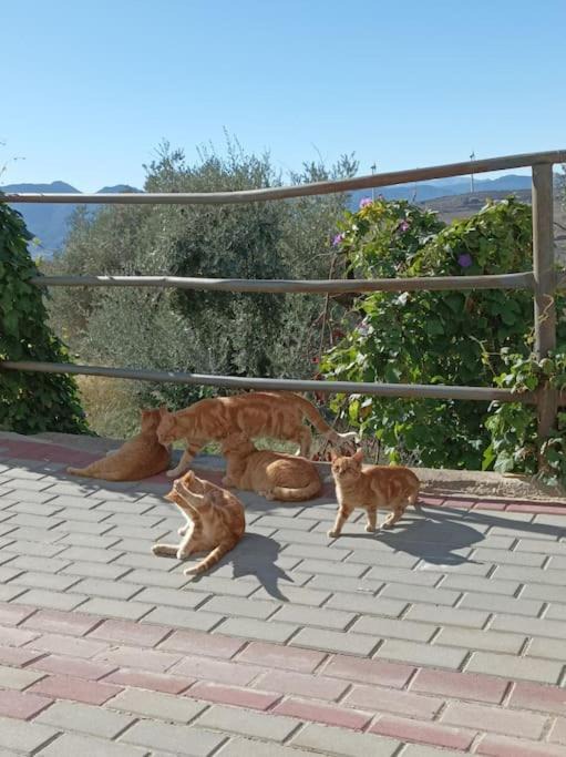 Photo of Others in Lecrin