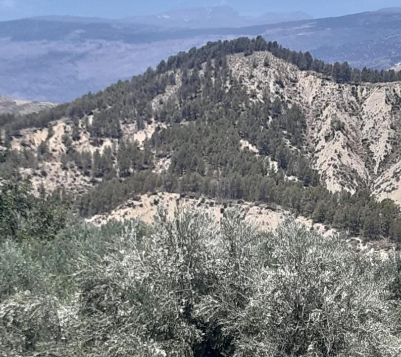 Photo of Others in Alcolea