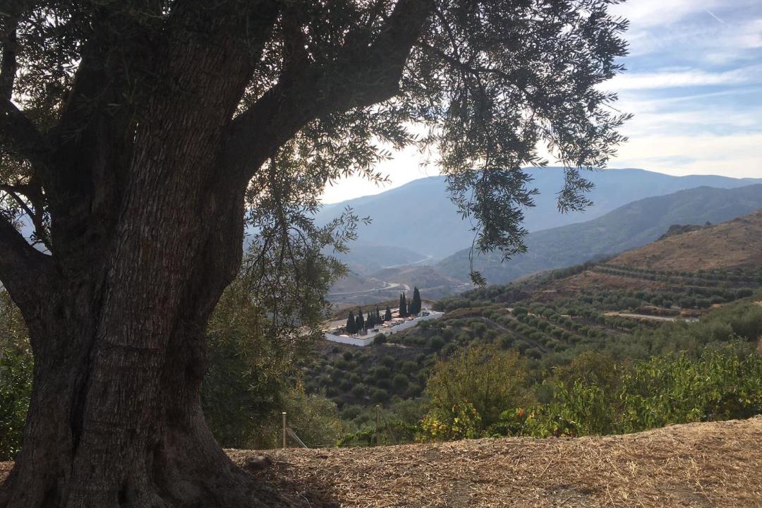 Photo of Others in Pinos del Valle