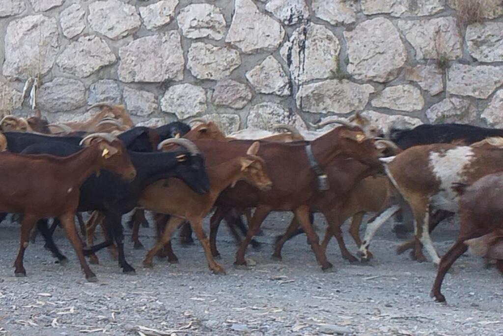 Photo of Others in Velez de Benaudalla
