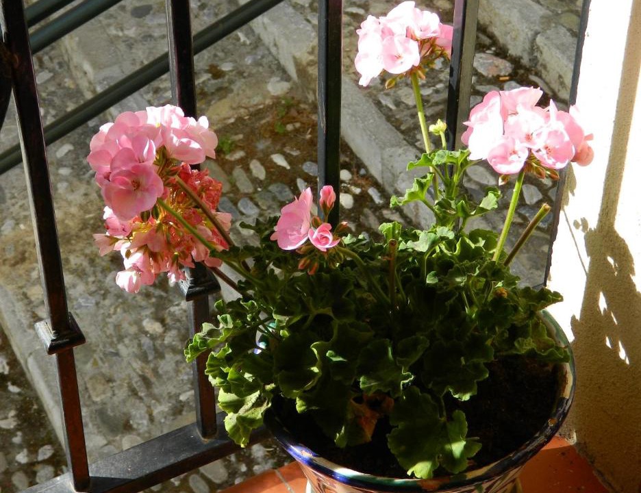 Photo of Patio Balcony in Central District